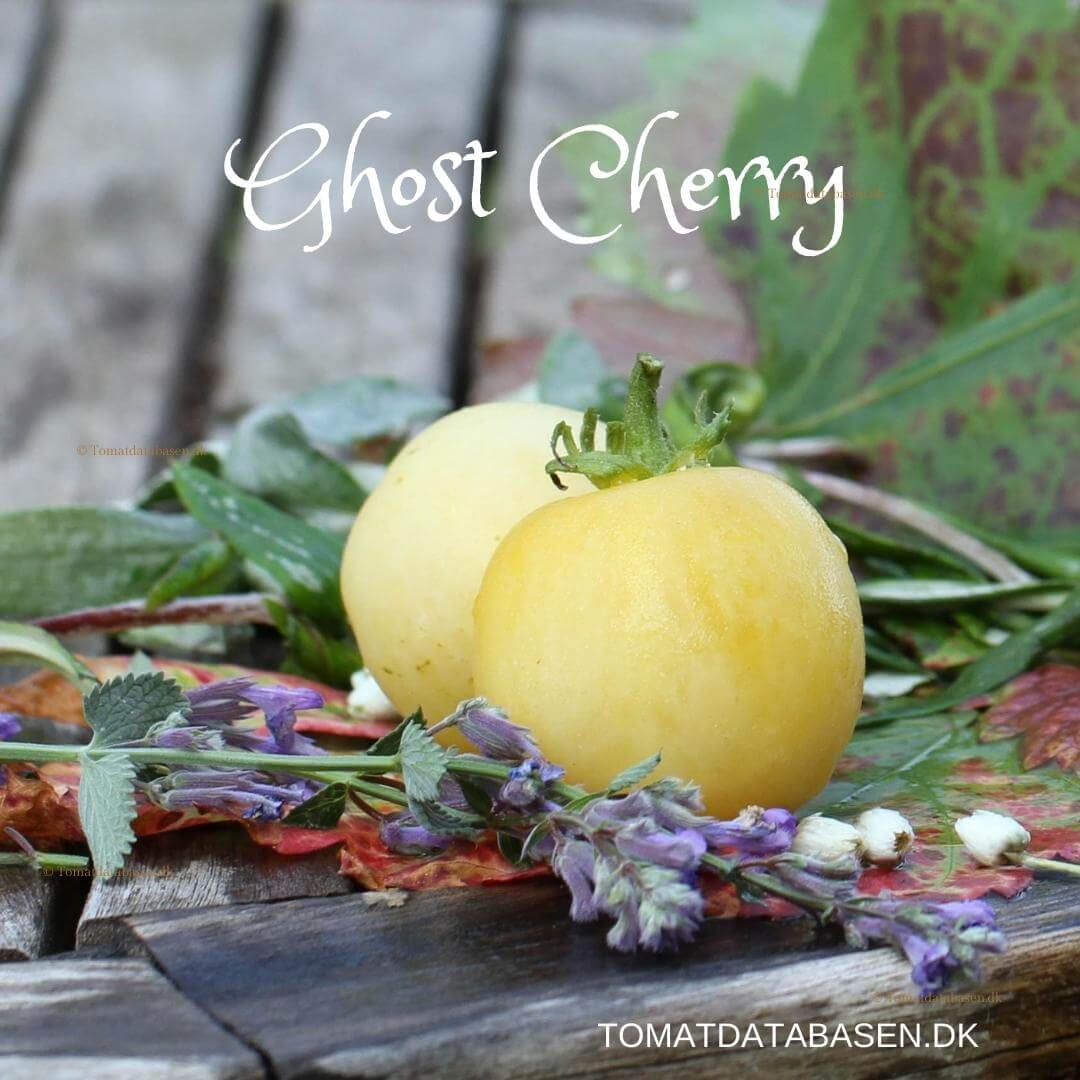 Ghost Cherry